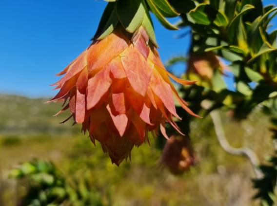 Liparia splendens restaurant sign